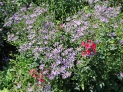 Vermischte-Aster 'Twilight'