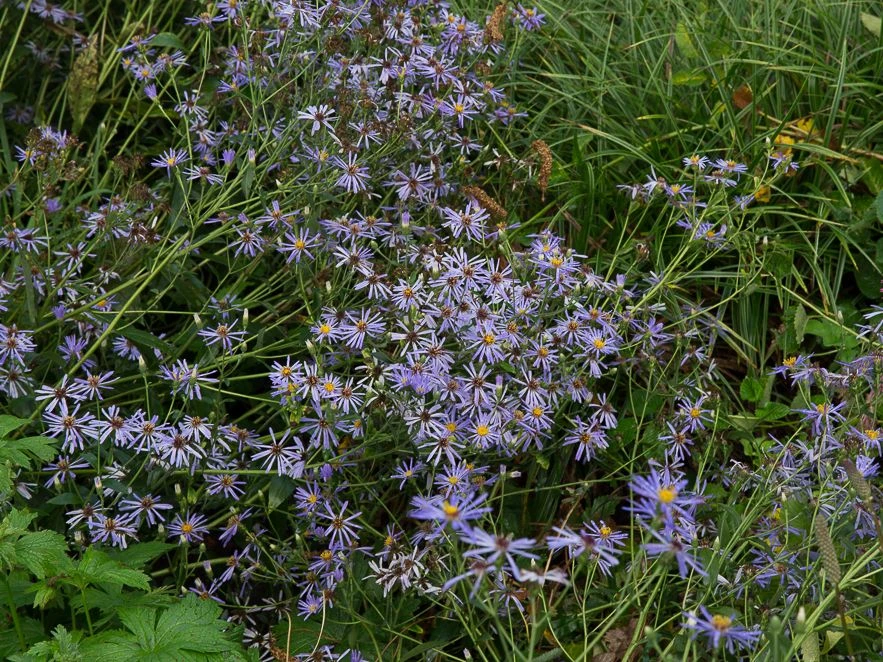 Vermischte-Aster 'Twilight' 3 Vermischte-Aster 'Twilight' – Bild 3