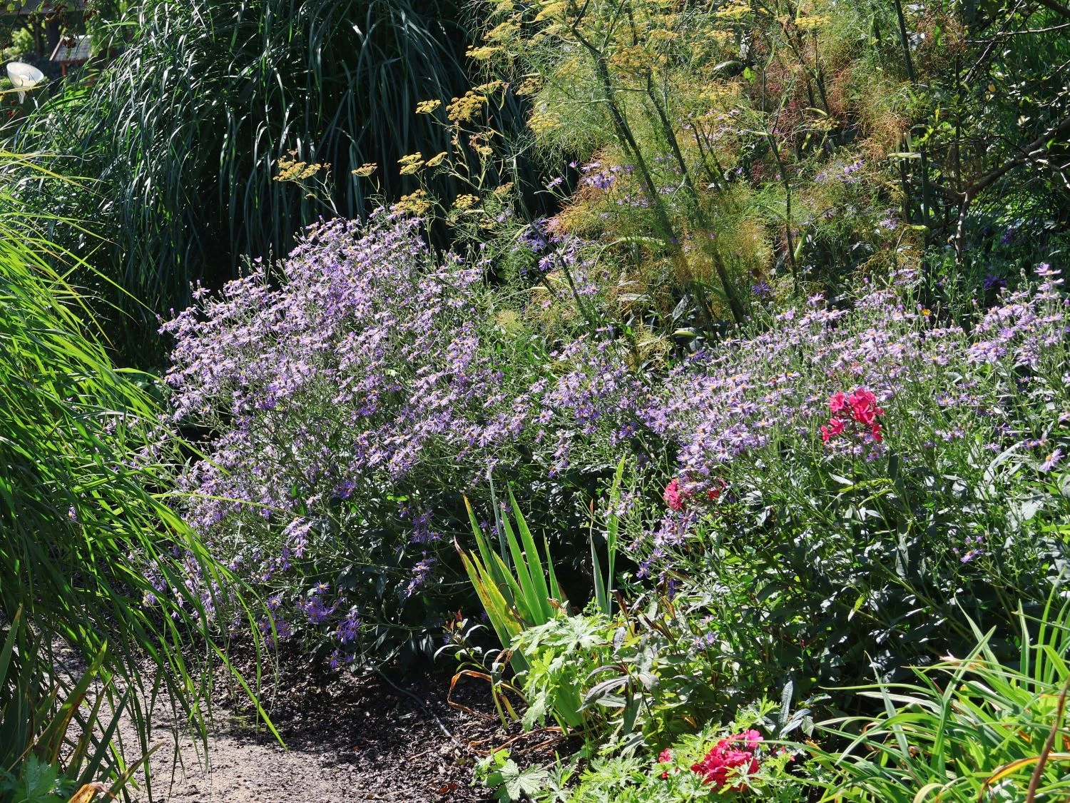 Vermischte-Aster 'Twilight' 2 Vermischte-Aster 'Twilight' – Bild 2