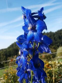 Verzweigter Rittersporn 'Atlantis' -Edelrosen Geschaft verzweigter rittersporn atlantis m015248 506742 0