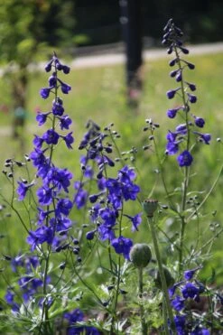 Verzweigter Rittersporn 'Atlantis' -Edelrosen Geschaft verzweigter rittersporn atlantis m015248 506742 1