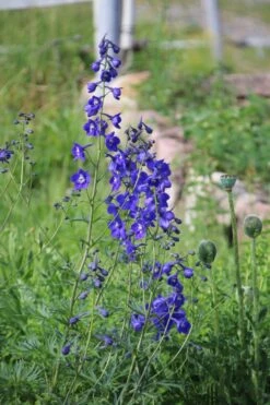 Verzweigter Rittersporn 'Atlantis' -Edelrosen Geschaft verzweigter rittersporn atlantis m015248 506742 2