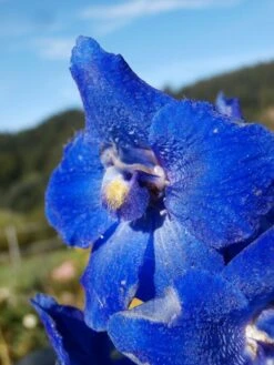 Verzweigter Rittersporn 'Atlantis' -Edelrosen Geschaft verzweigter rittersporn atlantis m015248 506742 3