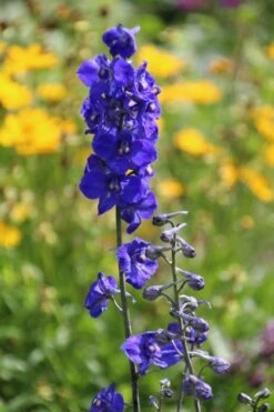 Verzweigter Rittersporn 'Atlantis' -Edelrosen Geschaft verzweigter rittersporn atlantis m015248 506742 4