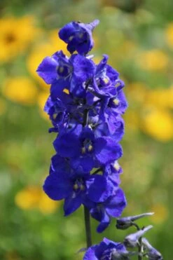 Verzweigter Rittersporn 'Atlantis' -Edelrosen Geschaft verzweigter rittersporn atlantis m015248 506742 5