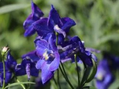 Verzweigter Rittersporn 'Atlantis' -Edelrosen Geschaft verzweigter rittersporn atlantis m015248 w 0