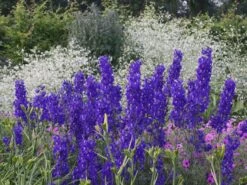 Verzweigter Rittersporn 'Atlantis' -Edelrosen Geschaft verzweigter rittersporn atlantis m015248 w 1