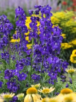 Verzweigter Rittersporn 'Atlantis' -Edelrosen Geschaft verzweigter rittersporn atlantis m015248 w 2