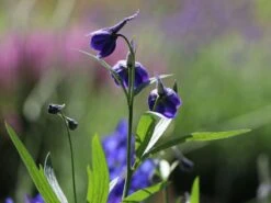 Verzweigter Rittersporn 'Atlantis' -Edelrosen Geschaft verzweigter rittersporn atlantis m015248 w 3