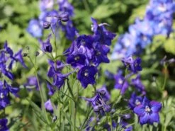 Verzweigter Rittersporn 'Atlantis' -Edelrosen Geschaft verzweigter rittersporn atlantis m015248 w 5