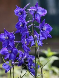 Verzweigter Rittersporn 'Atlantis' -Edelrosen Geschaft verzweigter rittersporn atlantis m015248 w 6