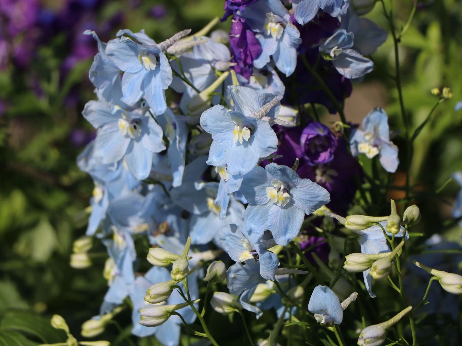 Verzweigter Rittersporn 'Ballkleid' 3 Verzweigter Rittersporn 'Ballkleid' – Bild 3