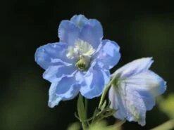 Verzweigter Rittersporn 'Ballkleid' 15 Verzweigter Rittersporn 'Ballkleid' -Edelrosen Geschaft verzweigter rittersporn ballkleid m045459 w 10