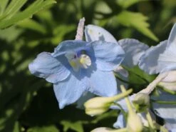 Verzweigter Rittersporn 'Ballkleid' 17 Verzweigter Rittersporn 'Ballkleid' -Edelrosen Geschaft verzweigter rittersporn ballkleid m045459 w 2