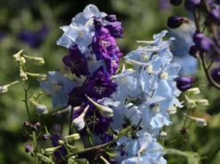 Verzweigter Rittersporn 'Ballkleid' 16 Verzweigter Rittersporn 'Ballkleid' -Edelrosen Geschaft verzweigter rittersporn ballkleid m045459 w 3