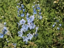 Verzweigter Rittersporn 'Ballkleid' 20 Verzweigter Rittersporn 'Ballkleid' -Edelrosen Geschaft verzweigter rittersporn ballkleid m045459 w 4