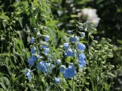 Verzweigter Rittersporn 'Ballkleid' 22 Verzweigter Rittersporn 'Ballkleid' -Edelrosen Geschaft verzweigter rittersporn ballkleid m045459 w 5