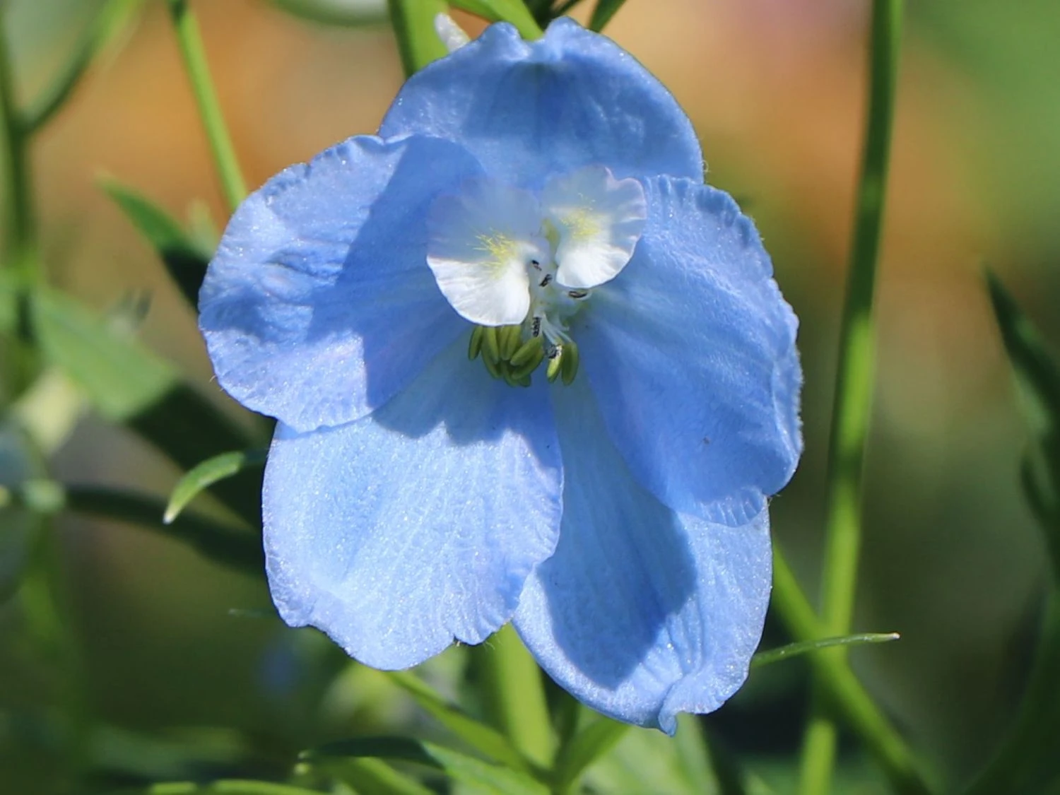 Verzweigter Rittersporn 'Ballkleid' 10 Verzweigter Rittersporn 'Ballkleid' – Bild 10