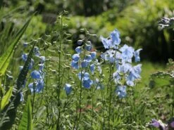 Verzweigter Rittersporn 'Ballkleid' 23 Verzweigter Rittersporn 'Ballkleid' -Edelrosen Geschaft verzweigter rittersporn ballkleid m045459 w 7