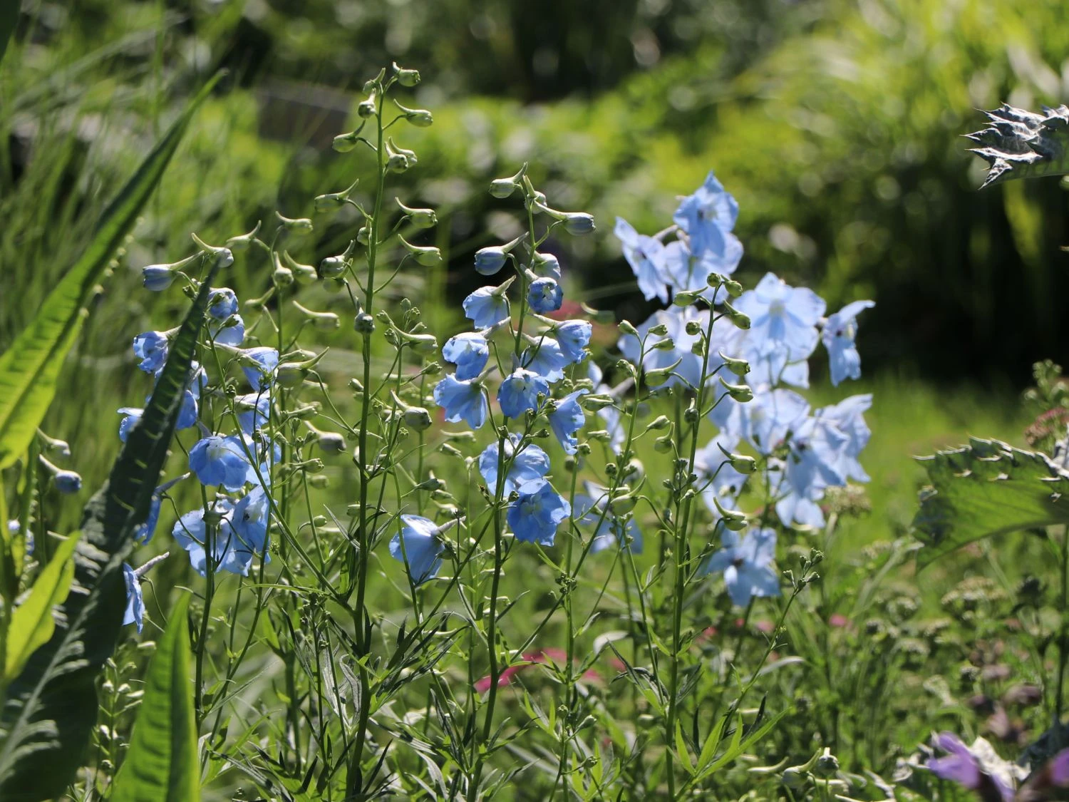 Verzweigter Rittersporn 'Ballkleid' 12 Verzweigter Rittersporn 'Ballkleid' – Bild 12