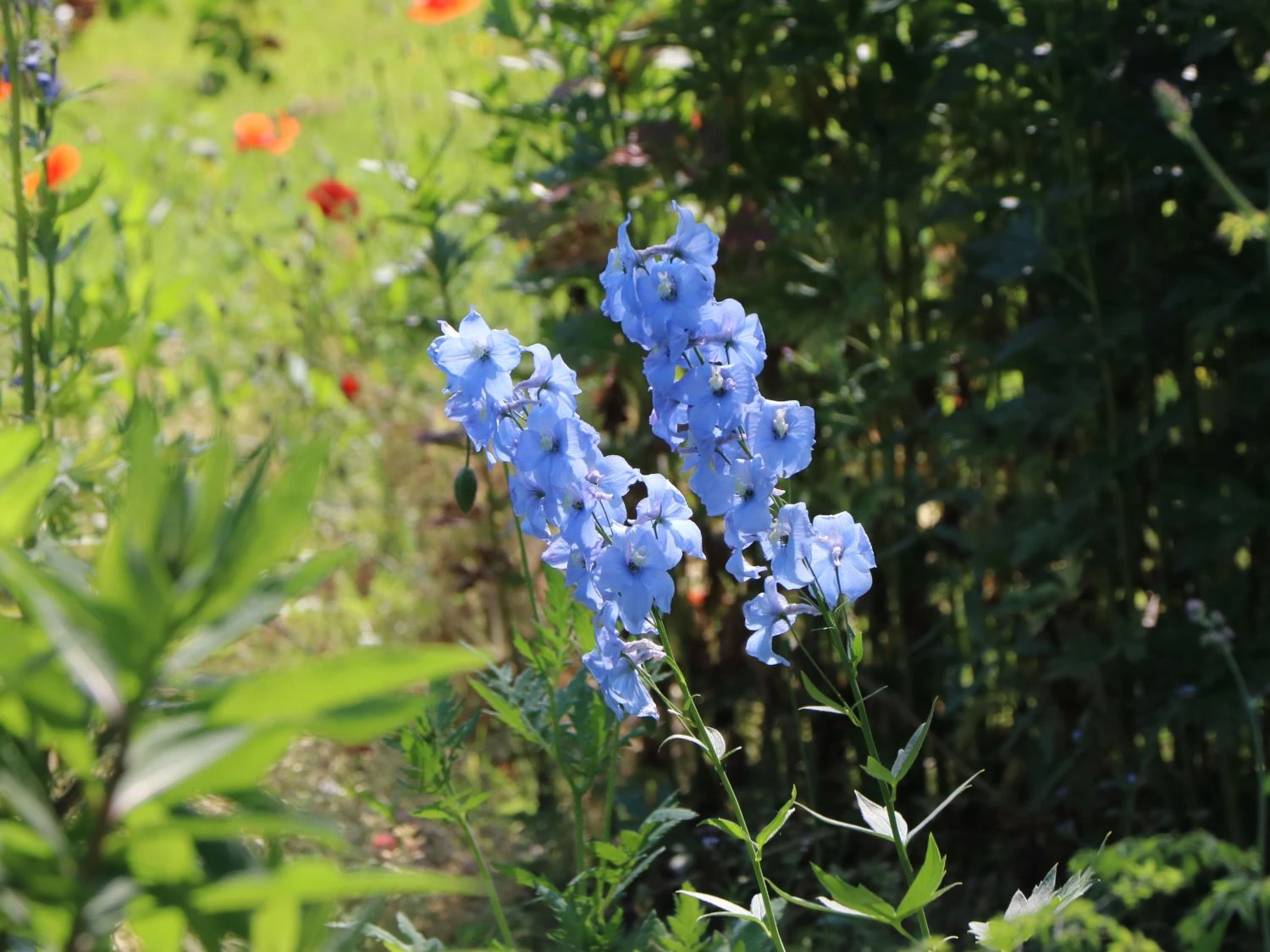 Verzweigter Rittersporn 'Ballkleid' 2 Verzweigter Rittersporn 'Ballkleid' – Bild 2