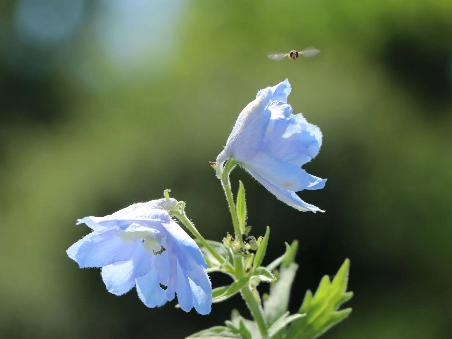 Verzweigter Rittersporn 'Ballkleid' 7 Verzweigter Rittersporn 'Ballkleid' – Bild 7