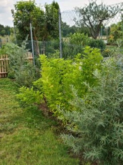 Vogelnährgehölze Aus 10 Pflanzen -Edelrosen Geschaft vogelnaehrgehoelze aus 10 pflanzen m010235 193676 0