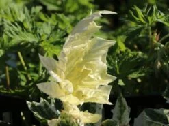 Weiche Bärenklaue 'Tasmanian Angel' -Edelrosen Geschaft weiche baerenklaue tasmanian angel m108196 w 0