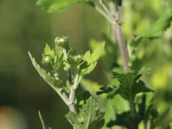 Winteraster 'Citrus' -Edelrosen Geschaft winteraster citrus m058165 w 1