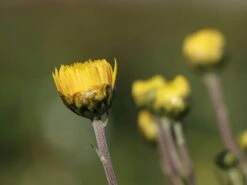 Winteraster 'Citrus' -Edelrosen Geschaft winteraster citrus m058165 w 2