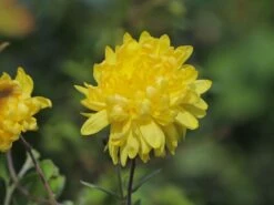 Winteraster 'Citrus' -Edelrosen Geschaft winteraster citrus m058165 w 4