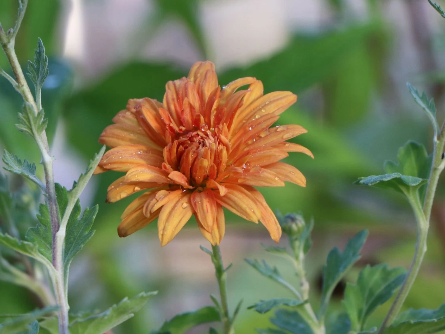 Winteraster 'Mandarine' 2 Winteraster 'Mandarine' – Bild 2