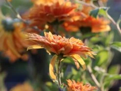 Winteraster 'Mandarine' 13 Winteraster 'Mandarine' -Edelrosen Geschaft winteraster mandarine m044682 w 1