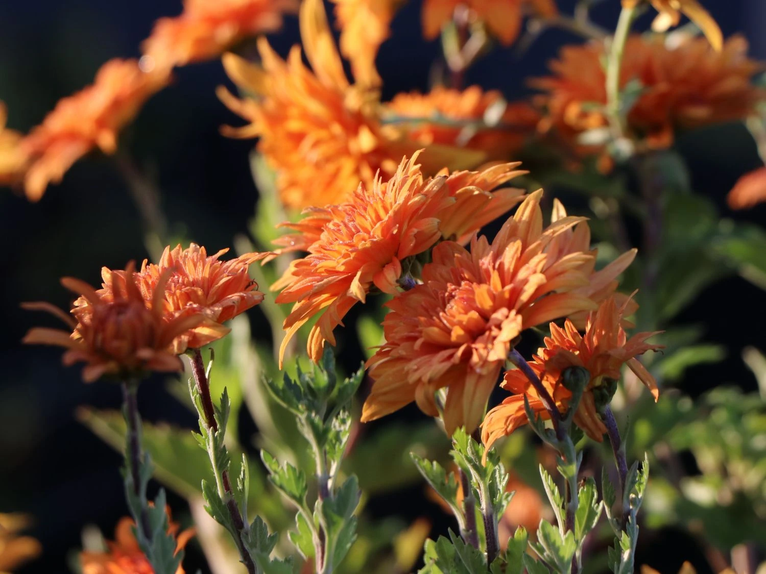 Winteraster 'Mandarine' 3 Winteraster 'Mandarine' – Bild 3