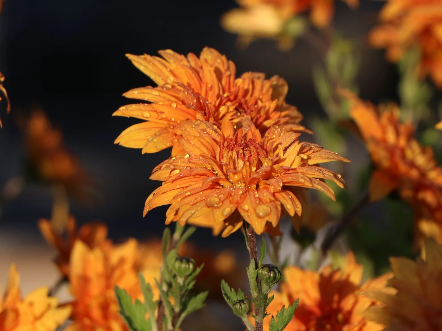 Winteraster 'Mandarine' 6 Winteraster 'Mandarine' – Bild 6