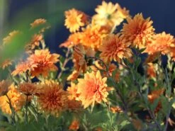 Winteraster 'Mandarine' 14 Winteraster 'Mandarine' -Edelrosen Geschaft winteraster mandarine m044682 w 4