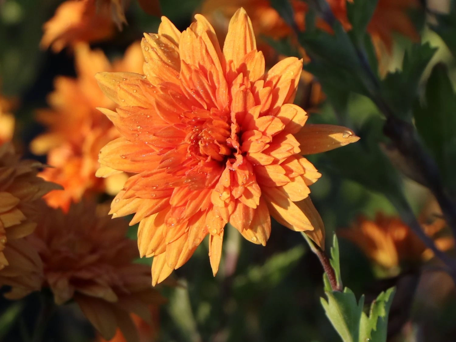 Winteraster 'Mandarine' 8 Winteraster 'Mandarine' – Bild 8