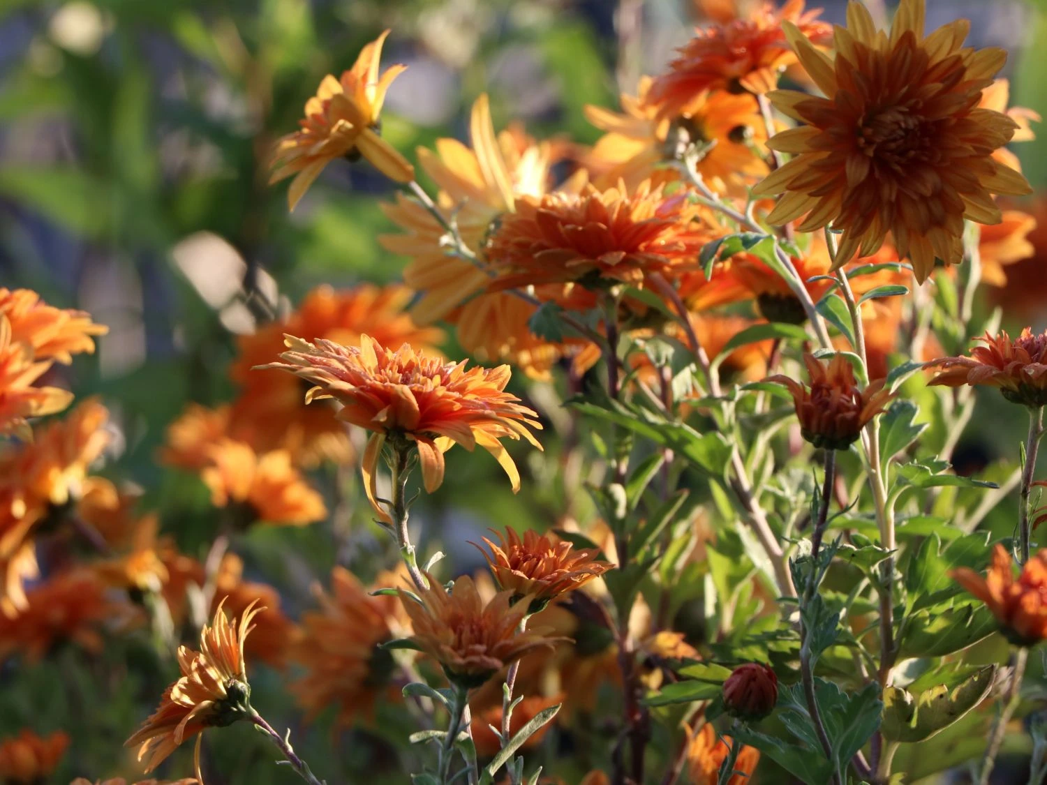 Winteraster 'Mandarine' 7 Winteraster 'Mandarine' – Bild 7