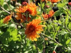 Winteraster 'Mandarine' 18 Winteraster 'Mandarine' -Edelrosen Geschaft winteraster mandarine m044682 w 7