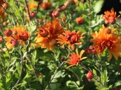 Winteraster 'Mandarine' 19 Winteraster 'Mandarine' -Edelrosen Geschaft winteraster mandarine m044682 w 8