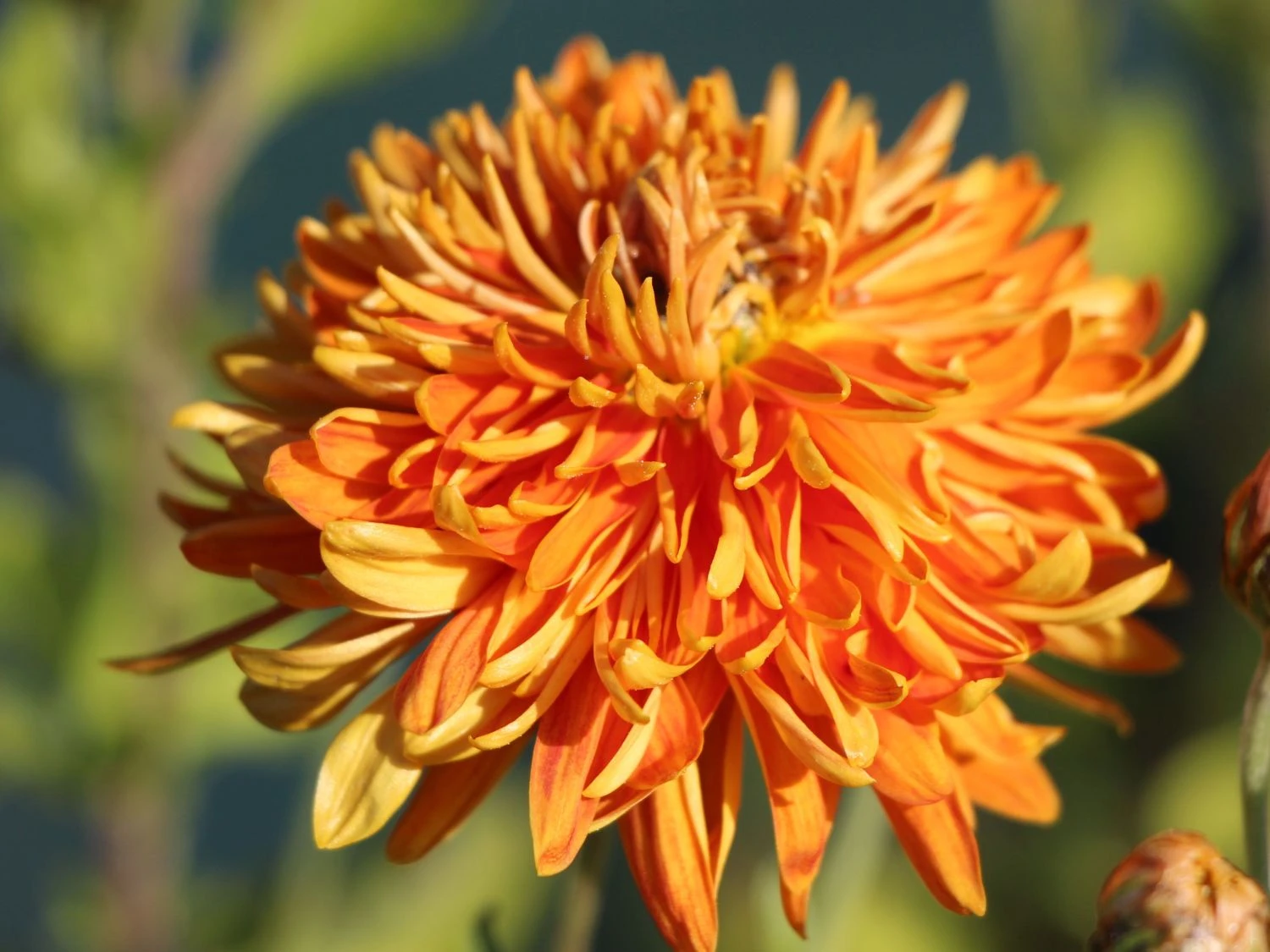 Winteraster 'Ordenstern' 1 Winteraster 'Ordenstern'