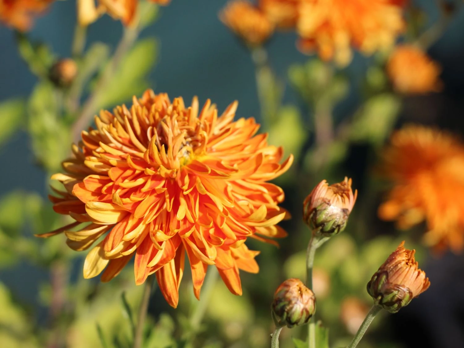 Winteraster 'Ordenstern' 2 Winteraster 'Ordenstern' – Bild 2