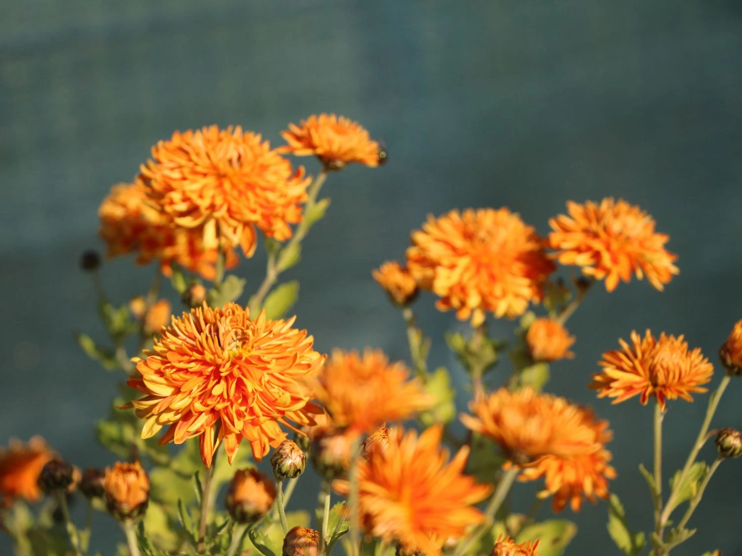 Winteraster 'Ordenstern' 3 Winteraster 'Ordenstern' – Bild 3