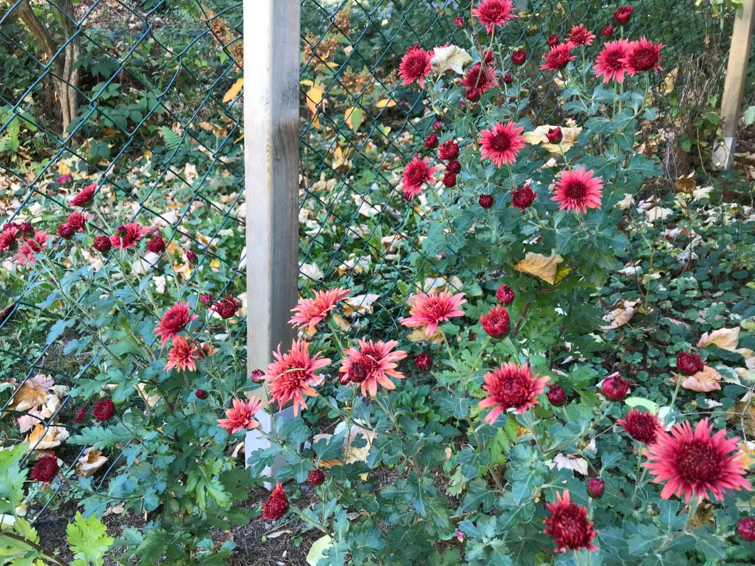 Winteraster 'Pizzicato' 9 Winteraster 'Pizzicato' – Bild 9