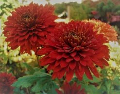 Winteraster 'Pizzicato' 16 Winteraster 'Pizzicato' -Edelrosen Geschaft winteraster pizzicato m074176 958039 0