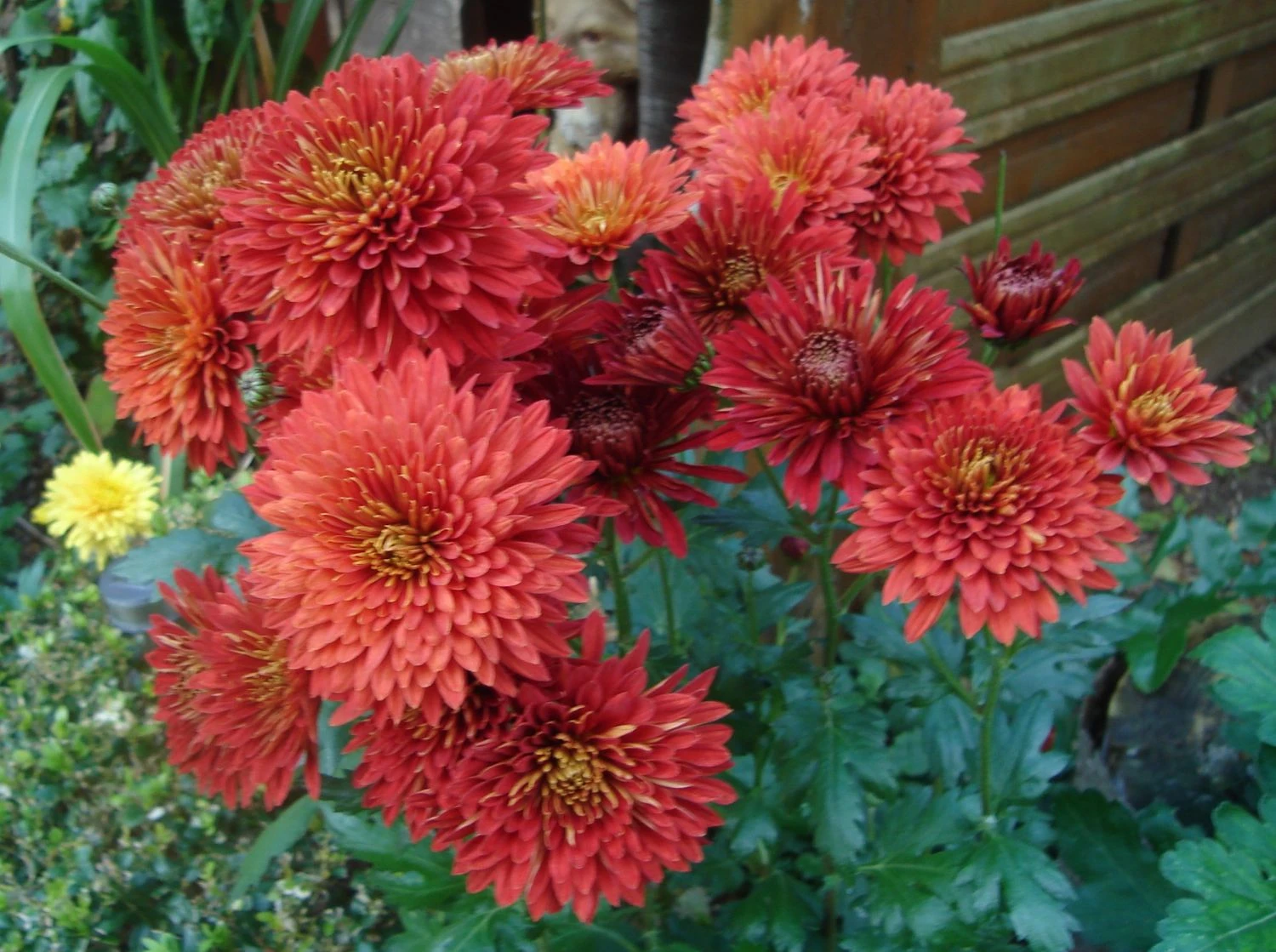 Winteraster 'Pizzicato' 7 Winteraster 'Pizzicato' – Bild 7