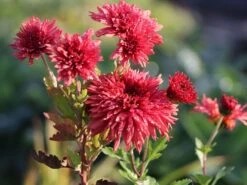 Winteraster 'Pizzicato'