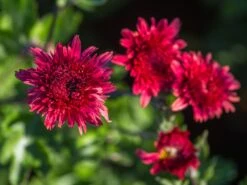 Winteraster 'Pizzicato' 11 Winteraster 'Pizzicato' -Edelrosen Geschaft winteraster pizzicato m074176 w 0