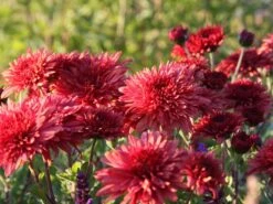 Winteraster 'Pizzicato' 14 Winteraster 'Pizzicato' -Edelrosen Geschaft winteraster pizzicato m074176 w 1