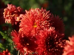 Winteraster 'Pizzicato' 12 Winteraster 'Pizzicato' -Edelrosen Geschaft winteraster pizzicato m074176 w 3